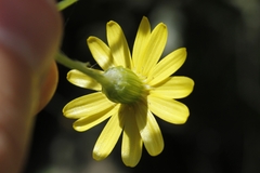 Oresbia heterocarpa