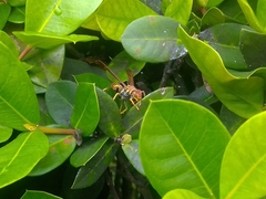 Polistes