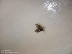 Clogmia albipunctata