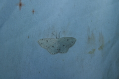Cyclophora pendulinaria