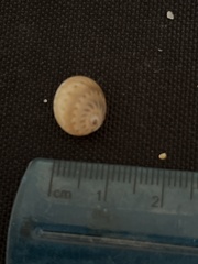 Natica broderipiana