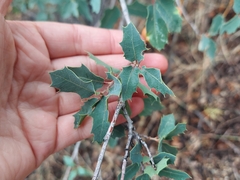 Quercus turbinella