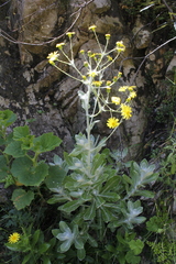 Oresbia heterocarpa