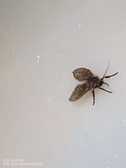 Clogmia albipunctata