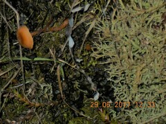 Cladonia scabriuscula