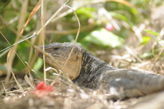 Gallotia stehlini
