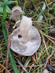 Tricholoma