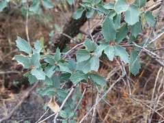 Quercus turbinella
