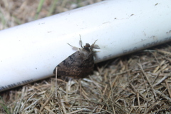 Lymantria dispar