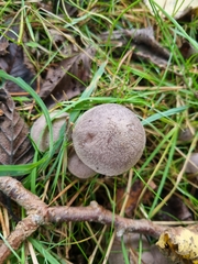 Tricholoma