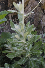 Oresbia heterocarpa