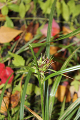 Carex lupulina