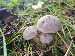 Tricholoma