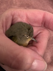 Leiothlypis ruficapilla