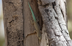 Phelsuma mutabilis