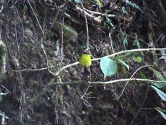 Basileuterus delattrii