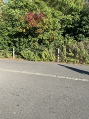 Leiothlypis ruficapilla