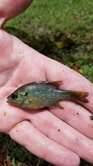 Lepomis punctatus