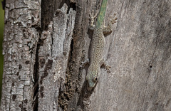 Phelsuma mutabilis