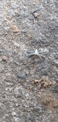 Gephyrellula violacea