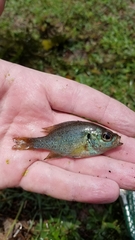 Lepomis punctatus