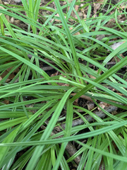 Carex hirtifolia