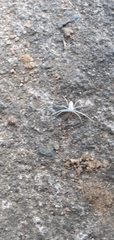 Gephyrellula violacea