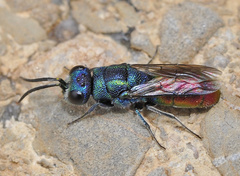 Chrysura