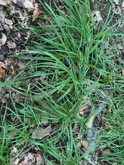 Carex hirtifolia