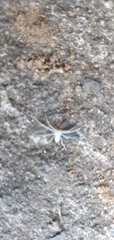 Gephyrellula violacea