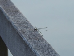 Chalcolestes viridis