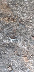 Gephyrellula violacea