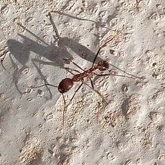 Novomessor albisetosus