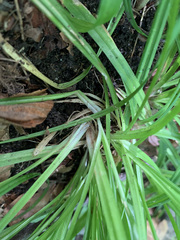 Carex hirtifolia