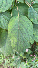Clerodendrum trichotomum