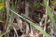 Orthetrum caledonicum