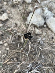 Zephyranthes drummondii