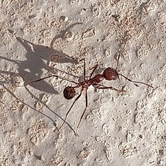 Novomessor albisetosus