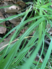Carex hirtifolia