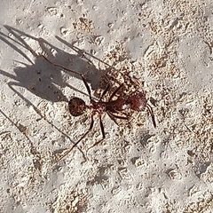 Novomessor albisetosus