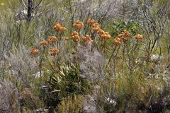 Dilatris viscosa
