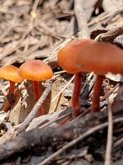 Laccaria laccata