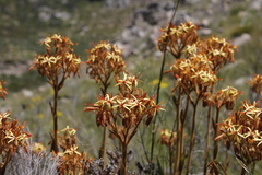 Dilatris viscosa