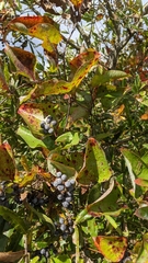 Smilax