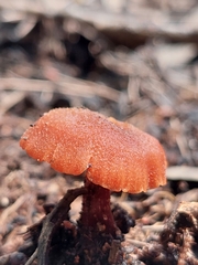 Laccaria laccata