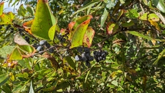 Smilax