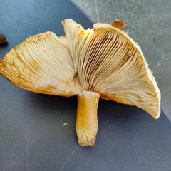 Tricholoma subsejunctum