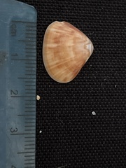 Tivela