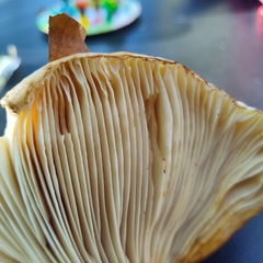 Tricholoma subsejunctum