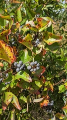 Smilax